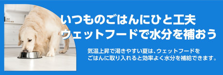 いつものごはんにひと工夫 ウェットフードで水分を補おう 気温上昇で渇きやすい夏は、ウェットフードをごはんに取り入れると効率よく水分を補給できます。