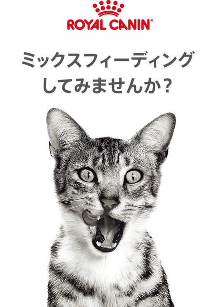 ロイヤルカナン療法食ポイント4倍